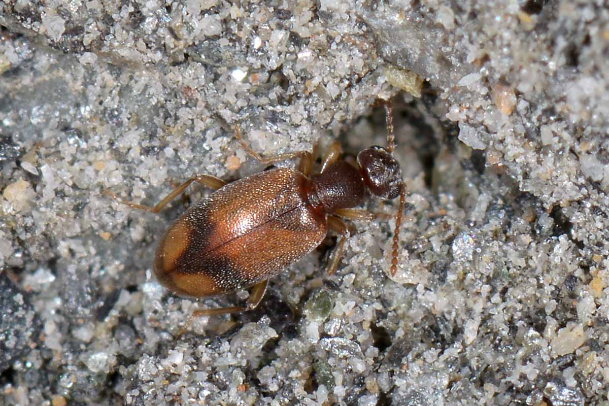 Anthicus schmidtii - Anthicidae